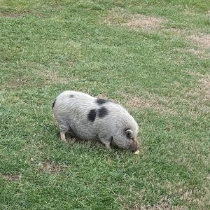 Meet your Posher, Katie